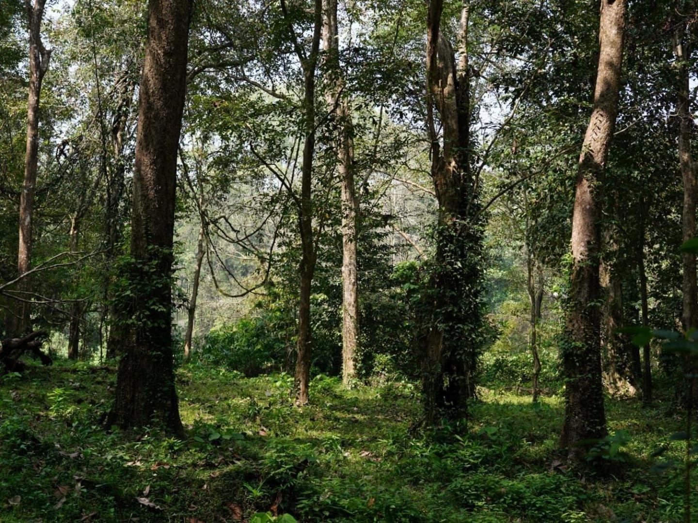 Sanjeevini Life Care Village - A Science Based Non - Invasive Holistic Wellness Destination Kochi Ngoại thất bức ảnh